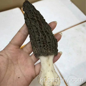 2018 야생 건조 신선한 morchella conica